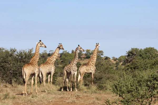 Giraffe Giraffe Giraffa Camelopardalis — 스톡 사진