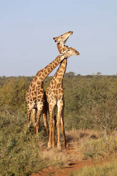 Giraffe / Giraffe / Giraffa Camelopardalis