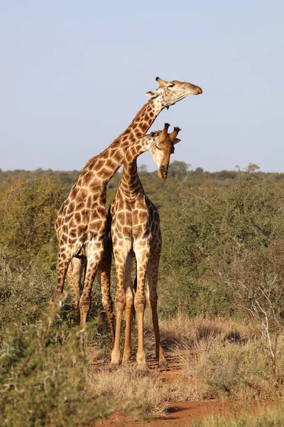 Giraffe Giraffe Giraffa Camelopardalis — Photo