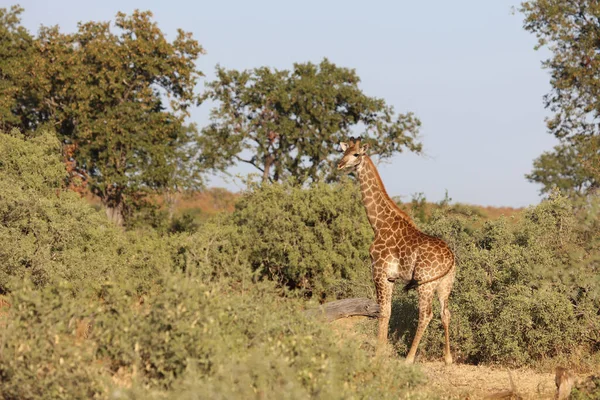 Giraffe Giraffe Giraffa Camelopardalis — 图库照片