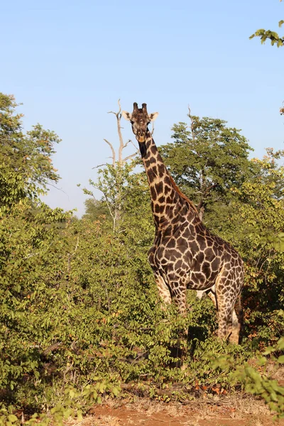 Giraffe Giraffe Giraffa Camelopardalis — Photo