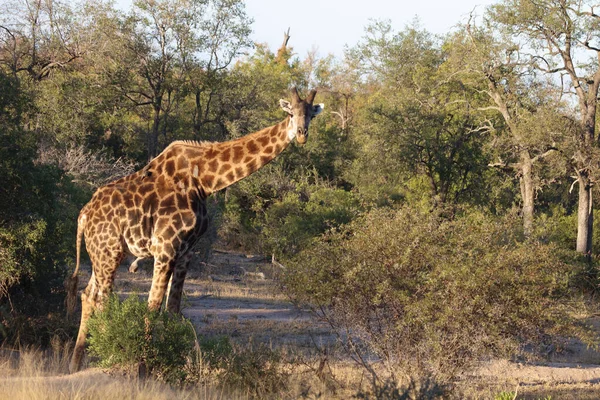 Giraffe Giraffe Giraffa Camelopardalis — стокове фото