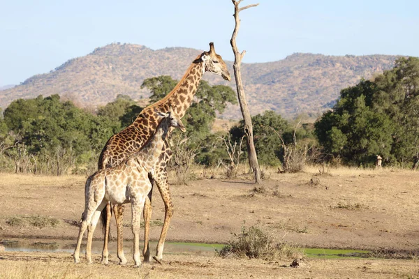 Giraffe Giraffe Giraffa Camelopardalis — 스톡 사진