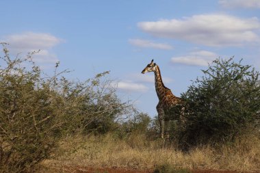 Giraffe / Giraffe / Giraffa Camelopardalis