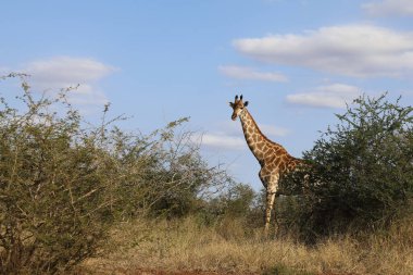 Giraffe / Giraffe / Giraffa Camelopardalis