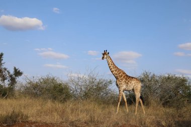 Giraffe / Giraffe / Giraffa Camelopardalis