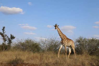 Giraffe / Giraffe / Giraffa Camelopardalis