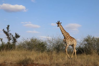 Giraffe / Giraffe / Giraffa Camelopardalis