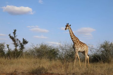 Giraffe / Giraffe / Giraffa Camelopardalis