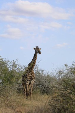 Giraffe / Giraffe / Giraffa Camelopardalis