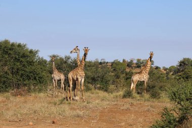 Giraffe / Giraffe / Giraffa Camelopardalis