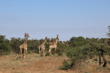 Giraffe / Giraffe / Giraffa Camelopardalis