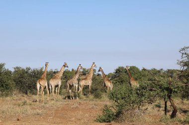 Giraffe / Giraffe / Giraffa Camelopardalis
