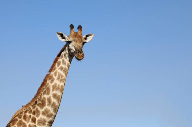 Giraffe / Giraffe / Giraffa Camelopardalis