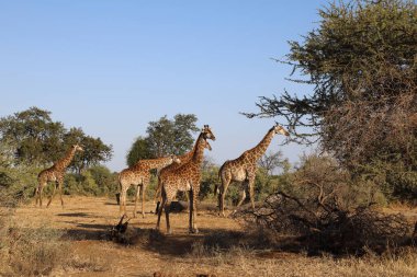 Giraffe / Giraffe / Giraffa Camelopardalis