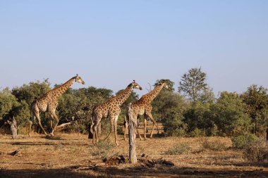 Giraffe / Giraffe / Giraffa Camelopardalis
