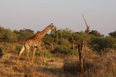 Giraffe / Giraffe / Giraffa Camelopardalis
