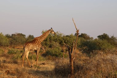Giraffe / Giraffe / Giraffa Camelopardalis
