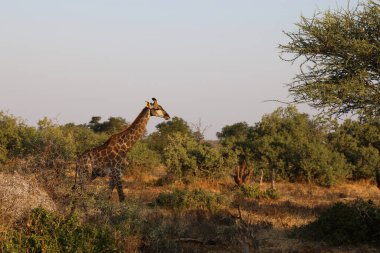 Giraffe / Giraffe / Giraffa Camelopardalis