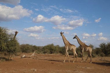 Giraffe / Giraffe / Giraffa Camelopardalis