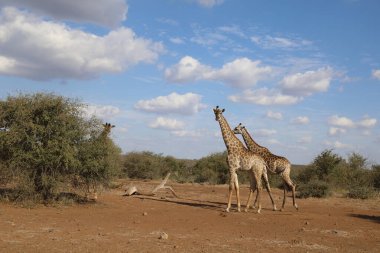 Giraffe / Giraffe / Giraffa Camelopardalis