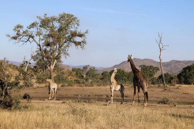 Giraffe / Giraffe / Giraffa Camelopardalis
