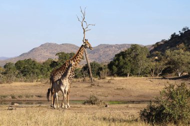 Giraffe / Giraffe / Giraffa Camelopardalis