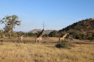 Giraffe / Giraffe / Giraffa Camelopardalis