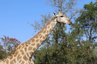 Giraffe / Giraffe / Giraffa Camelopardalis