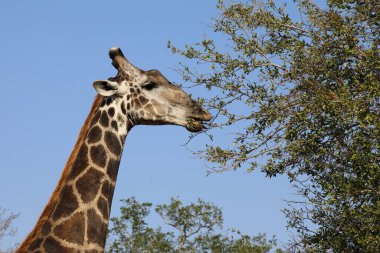 Giraffe / Giraffe / Giraffa Camelopardalis
