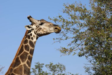 Giraffe / Giraffe / Giraffa Camelopardalis