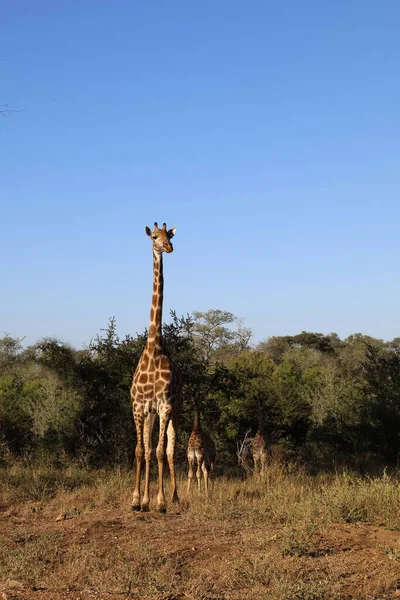 Giraffe Giraffe Giraffa Camelopardalis — Photo