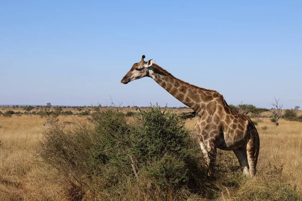 Giraffe Giraffe Giraffa Camelopardalis — стокове фото