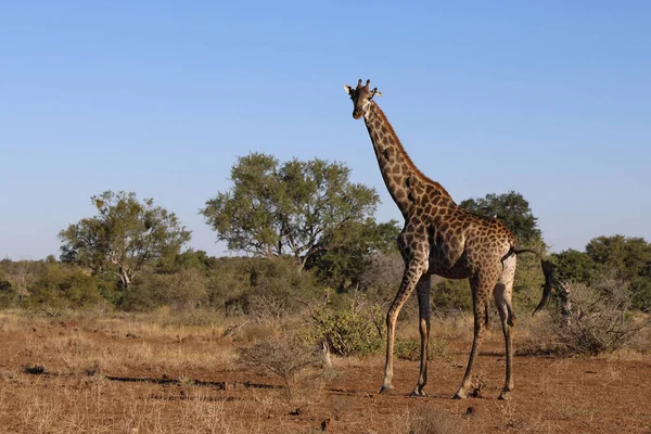 Giraffe Giraffe Giraffa Camelopardalis — стокове фото