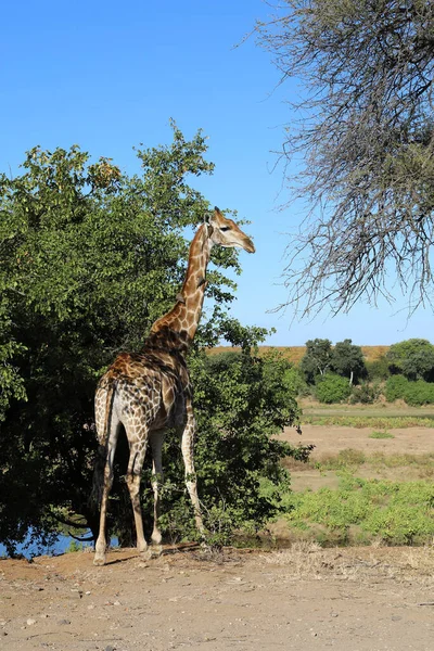 Giraffe Giraffe Giraffa Camelopardalis — Stok fotoğraf