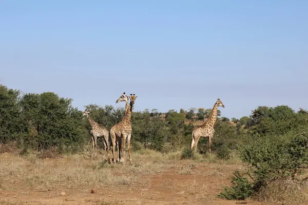 Giraffe Giraffe Giraffa Camelopardalis — Stok fotoğraf