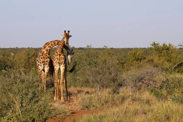Giraffe Giraffe Giraffa Camelopardalis — 图库照片
