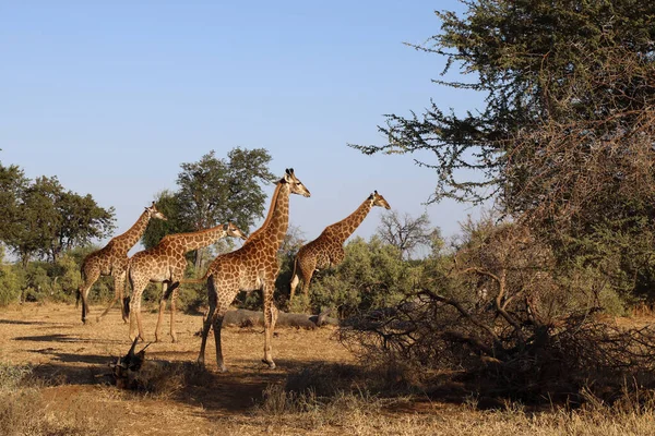 Giraffe Giraffe Giraffa Camelopardalis — 스톡 사진