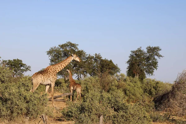 Giraffe Giraffe Giraffa Camelopardalis — 스톡 사진