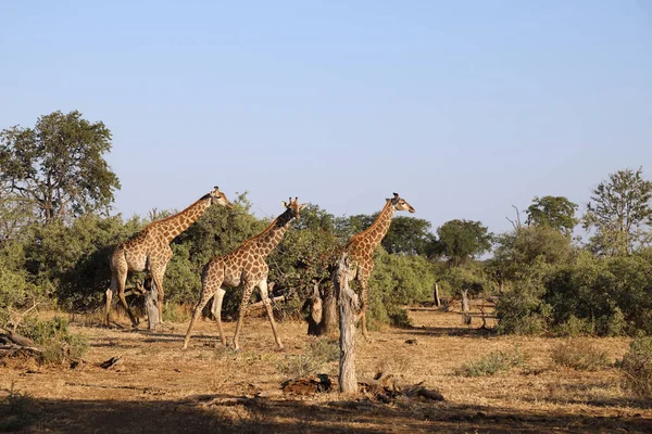 Giraffe Giraffe Giraffa Camelopardalis — Stok fotoğraf