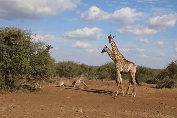 Giraffe Giraffe Giraffa Camelopardalis — 图库照片