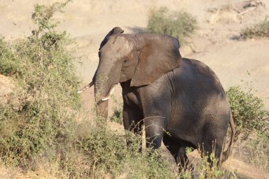 Afrikanischer Elefant / African elephant / Loxodonta africana