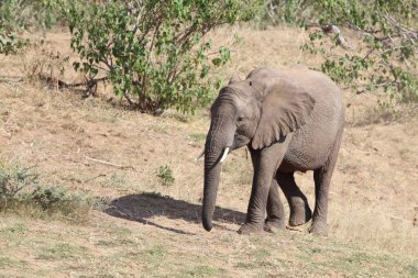 Afrikanischer Elefant / African elephant / Loxodonta africana