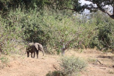 Afrikanischer Elefant / African elephant / Loxodonta africana