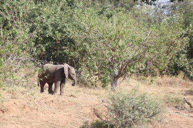 Afrikanischer Elefant / African elephant / Loxodonta africana