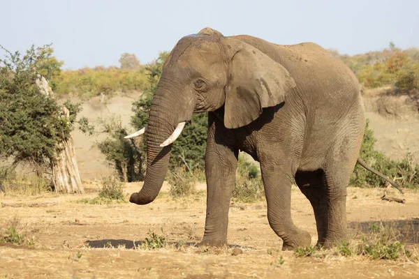 Afrikanischer Elefant African Elephant Loxodonta Africana — Stock fotografie