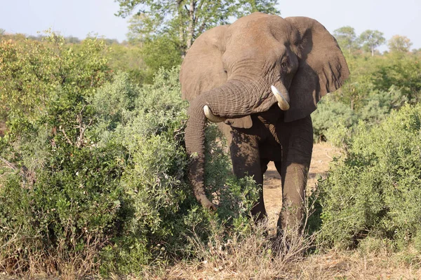 Afrikanischer Elefant African Elephant Loxodonta Africana — Stock fotografie