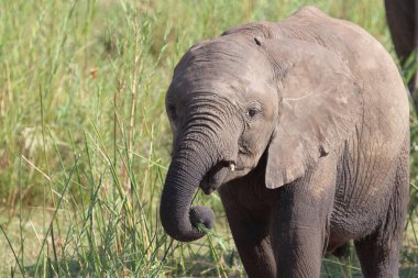 Afrikanischer Elefant / African elephant / Loxodonta africana