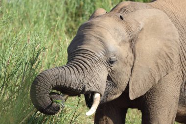 Afrikanischer Elefant / African elephant / Loxodonta africana