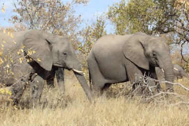 Afrikanischer Elefant / African elephant / Loxodonta africana